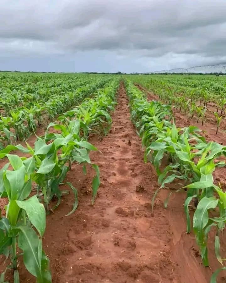 The Importance of Agricultural Investment in 2024 Nigeria